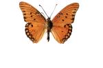 Gulf Fritillary photo-object, object, cut-out, cutout, (Agraulis vanillae), Nymphalidae, Wings, OECV03P05_19F