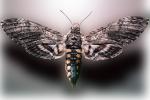 Tobacco Hornworm Moth, (Manduca quinquemaculata), Sphingidae, OECV03P06_01