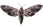 Tobacco Hornworm Moth photo-object, object, cut-out, cutout, (Manduca quinquemaculata), Sphingidae, OECV03P06_01F