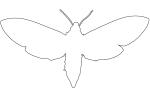 Tobacco Hornworm Moth outline, line drawing, shape, (Manduca quinquemaculata), Sphingidae, OECV03P06_01O