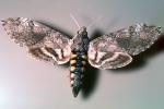 Tobacco Hornworm Moth, OECV03P06_02