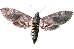 Tobacco Hornworm Moth photo-object, object, cut-out, cutout, (Manduca quinquemaculata), Sphingidae, OECV03P06_02F