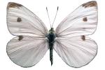 Cabbage Butterfly photo-object, object, cut-out, cutout, (Pieris rapae), Pieridae, OECV03P06_03F