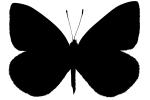 Cabbage Butterfly silhouette, logo, shape, (Pieris rapae), Pieridae