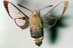 California Clearwing Sphinx Moth, (Hemaris diffinis), Sphingidae