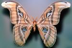 Atlas Moth, (Attacus atlas), Saturniidae