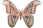 Atlas Moth, photo-object, object, cut-out, cutout, (Attacus atlas), Saturniidae, OECV03P06_06F