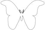 Atlas Moth outline, line drawing, shape, (Attacus atlas), Saturniidae