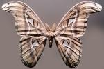 Atlas Moth, (Attacus atlas), Saturniidae, OECV03P06_07