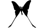 Comet Moth silhouette, logo, Madagascan moon moth, Comet Moth, (Argema mittrei), Saturniidae, Madagascar, shape