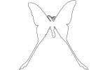 Comet Moth outline, Madagascan moon moth, Comet Moth, (Argema mittrei), Saturniidae, Madagascar, line drawing, shape