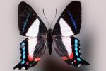 Metalmark Butterfly, (), , OECV03P06_11