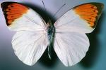 Orange-tip Butterfly, (Anthocharis cardamines), Pieridae, Pierinae, Philippines, Rhopalocera, Rhopalocera