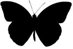 Orange-tip Butterfly, Anthocharis cardamines silhouette, Pieridae, Philippines, Silhouette, logo, shape, OECV03P06_12M