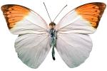 Orange-tip Butterfly, (Anthocharis cardamines), Pieridae, Pierinae, Philippines, Rhopalocera, photo-object, object, cut-out, cutout, Rhopalocera, OECV03P06_13F