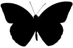 Orange-tip Butterfly Silhouette, Anthocharis cardamines, Pieridae, Philippines, logo, shape, OECV03P06_13M