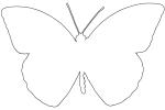 Orange-tip Butterfly, (Anthocharis cardamines), Pieridae, Pierinae, Philippines, Rhopalocera, line drawing, shape, Rhopalocera, OECV03P06_13O