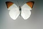 Orange-tip Butterfly, (Anthocharis cardamines), Pieridae, Pierinae, Philippines, Rhopalocera, OECV03P06_14