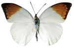 Orange-tip Butterfly, (Anthocharis cardamines), Pieridae, Philippines, photo-object, object, cut-out, cutout, Rhopalocera, OECV03P06_14F