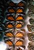 Butterflies, OECV03P06_15