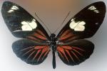 Butterfly, OECV03P06_18