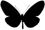 Butterfly silhouette, logo, shape, OECV03P06_18M