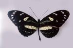 Butterfly, OECV03P06_19