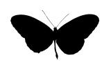 Butterfly silhouette, logo, shape, OECV03P06_19M