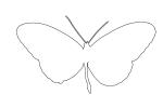 Butterfly outline, line drawing, shape, OECV03P06_19O