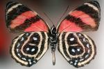 Butterfly, OECV03P07_03