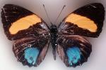 Butterfly, OECV03P07_04