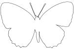 Butterfly outline, line drawing, shape, OECV03P07_04O