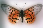 Butterfly, OECV03P07_05