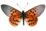 Butterfly, photo-object, object, cut-out, cutout, OECV03P07_05F