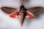 Levant hawk moth, (Theretra alecto), Sphingidae, OECV03P07_06