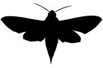Levant hawk moth, (Theretra alecto), Sphingidae Silhouette, logo, shape