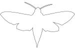 Levant hawk moth, (Theretra alecto), Sphingidae outline, line drawing, shape, OECV03P07_06O