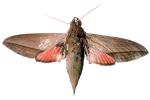 Levant hawk moth, (Theretra alecto), Sphingidae photo-object, object, cut-out, cutout, OECV03P07_07F