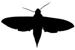 Levant hawk moth, (Theretra alecto), Sphingidae silhouette, logo, shape