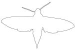 Levant hawk moth, (Theretra alecto), Sphingidae outline, line drawing, shape