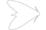 Moth outline, line drawing, shape