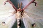 Luna Moth (Actias luna), Saturniidae