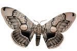 Owl Moth photo-object, object, cut-out, cutout, (Brahmaea wallichii), Brahmaeidae, OECV03P07_12F
