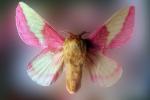 Rosy Maple Moth, (Dryocampa rubicunda), Saturniidae
