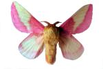 Rosy Maple Moth photo-object, object, cut-out, cutout
