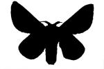 Rosy Maple Moth silhouette, shape, logo
