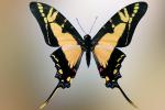 Butterfly, OECV03P07_17