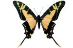 Butterfly, photo-object, object, cut-out, cutout, OECV03P07_17F