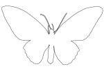 Butterfly outline, line drawing, shape, OECV03P07_18O
