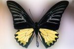 Butterfly, OECV03P07_19